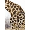 Photographic Prints of Giraffe - close up of skin patterns from Ardea Wildlife Pets