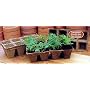 64 - 2" Square Burpee Peat Cells - Transplant Directly