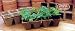 64 - 2 Square Burpee Peat Cells - Transplant Directly