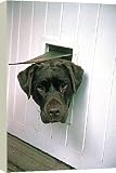 Canvas Prints of Chocolate Labrador from Rspca