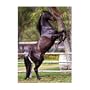 (24x36) Black Horse (Rearing Up) Art Poster Print