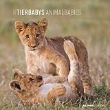 Tierbabys 2012. Broschürenkalender 30 x 30 cm
