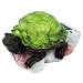 Cute Box Turtle Solar Light Garden Statue Patio Accent