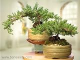 WELL-STYLED Juniper Bonsai Tree in QUALITY & HANDMADE Japanese Bonsai Container