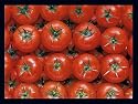 Kunstdruck 80x60 cm POMODORI Gastronomy - Deko für Küche Esszimmer Tomaten Bild