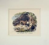 1870 HAND COLOURED PRINT DOG JOCK MR MURCHISON PET