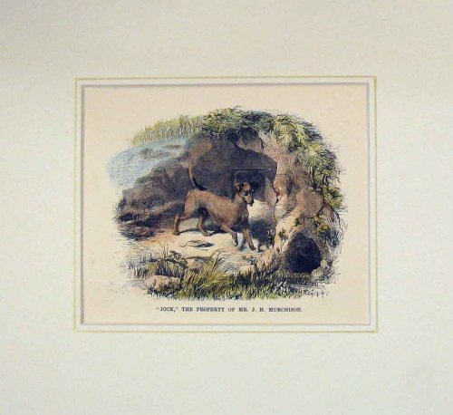 1870 HAND COLOURED PRINT DOG JOCK MR MURCHISON PET