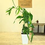 観葉植物 多肉植物 サボテン:月下美人 グラシア (ホワイト鉢)