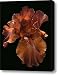 Iris Canvas Print / Canvas Art - Artist Viktor Savchenko