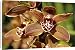 Canvas Prints of Miniature Cymbidium, Samares Lewes Orchid from Prints Prints Prints