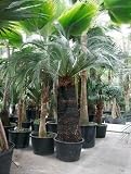Macrozamia moorei Topfbreite 110 cm / Pflanzenhöhe 250 cm mit Topf