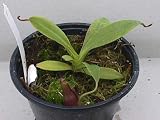 Eigenschaften   / Nepenthes talangensis-mirabilis ?
