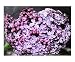 All Products : ball of lilacs Botanical Photographic Poster Print by Alyssa Wolper-Russell, 10x8