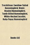 Trochilinae: Swallow-Tailed Hummingbird-