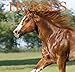 Horses 2014 Mini Calendar