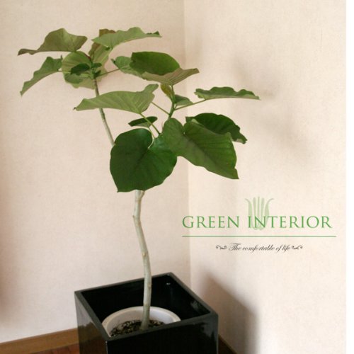 【Green Interior】ウンベラータ 140cm 10号プラ鉢 (鉢カバー別) 