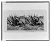 Stereoview (L): Extracting sap from the maguey plant Oaxaca Mexico