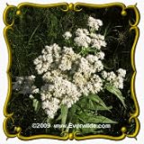 1 Oz Boneset (Eupatorium perfoliatum) Bulk Wildflower Seeds