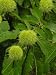 Maronen / Esskastanie - Castanea sativa 100-125 cm, Image of Maronen / Esskastanie - Castanea sativa 100-125 cm,