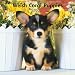 Welsh Corgi Puppies 2009 Calendar
