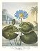 The Blue Egyptian Water-Lily Art Poster PRINT Robert John Thornton MD. 18x23