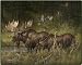 Moose October Rendevous Super Soft Fleece Throw Blanket By Larry Fanning