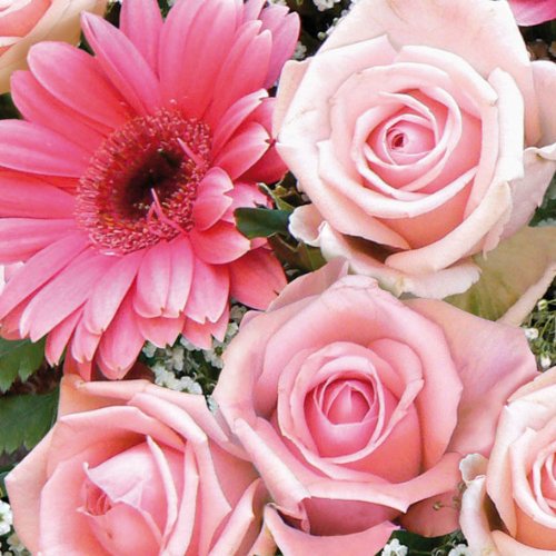 Serviettes - Rose - 33 x 33 cm - Le paquet - Braun company