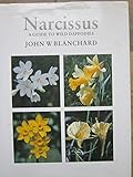 Narcissus