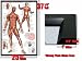 FRAMED MUSCULAR SYSTEM MUSCLE REFERENCE POSTER FR 8634