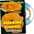 Amazing Flowers, Royalty Free Image Collection, Full Commercial Licence