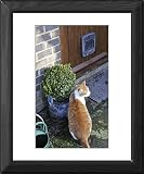Framed Prints of JD-20867 CAT. Cat sitting by a plant pot outside its cat flap from Ardea Wildlife Pets