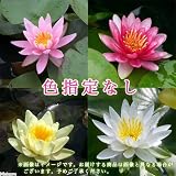 (ビオトープ/睡蓮)温帯性睡蓮(スイレン) 色指定なし(1ポット) 本州・四国限定[生体]