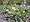 Lucky Gold Shamrock 50 Seeds -Oxalis valdiviensis- RARE