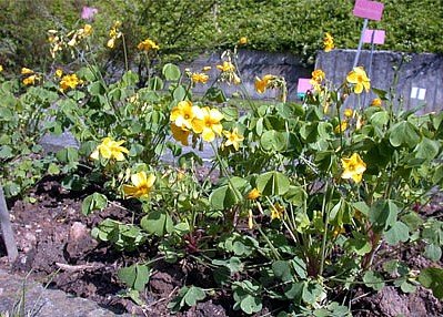 Lucky Gold Shamrock 50 Seeds -Oxalis valdiviensis- RARE