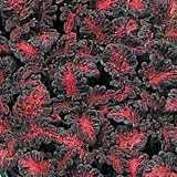 Black Dragon Coleus 40 Seeds 51hUkCQpk L. SL160 Black Dragon Coleus 40 Seeds
