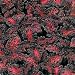 Black Dragon Coleus - 40 Seeds