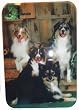 Aussie Australian Shepherd Tempered Cutting Board Featuring Red & Blue Merle and Red and Black Tri