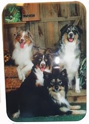 Aussie Australian Shepherd Puzzle w/ Tin Featuring Red & Blue Merle and Red and Black Tri