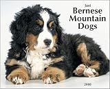 Bernese Mountain Dogs Just Wall - 2008 Calendar