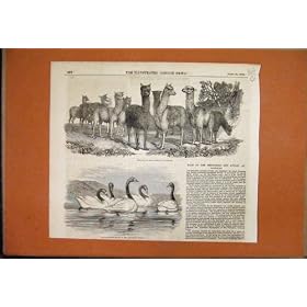 1851 Knowsley Sale Alpacas Black Necked Swans Animals
