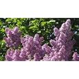 Purple Lilac 25 Seeds - Syringa vulgaris - Shrub/Tree