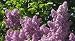 Purple Lilac 25 Seeds