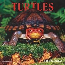 Turtles 2009 Square Wall Calendar