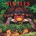 Turtles 2009 Square Wall Calendar
