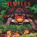 Turtles 2009 Square Wall Calendar