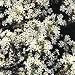 Night Blooming Creeping Phlox 250 Seeds