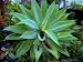 Large Succulent Plant in a Garden Photographic Poster Print by Raymond Gehman, 18x24