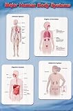 Major Human Body Systems (Immune, Organs of Excretion, Digestive, Endocrine) Art Poster Print - 24" X 36"