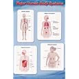 Major Human Body Systems (Immune, Organs of Excretion, Digestive, Endocrine) Framed Art Poster Print - 24" X 36"
