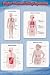 Major Human Body Systems (Immune, Organs of Excretion, Digestive, Endocrine) Art Poster Print - 24 X 36